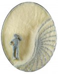 Cellula (cod. 2712)