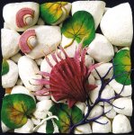 Ixia sulla spiaggia (cod. 2569)