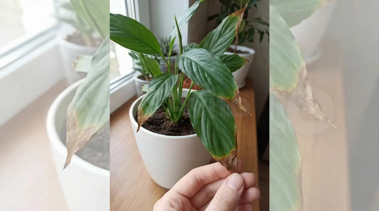 Foglia di pianta domestica con punta secca e marrone tenuta da una mano