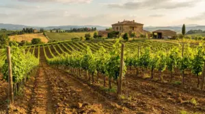 Vigneto su terreno agricolo con casale in campagna al tramonto